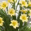 Hemerocallis Every Cream